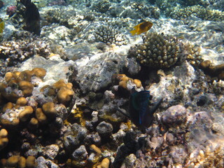 red sea, corals, fish, natural light, background, texture, bright colors, coral reef close-up,...