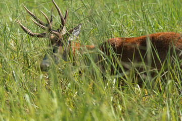 Marsh deer adult male with horns, grazing in green field with tall grass