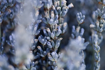 Macro shot of a group of lavender plants