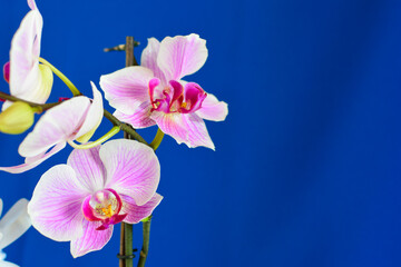 white-pink orchid on a blue / cyan background
