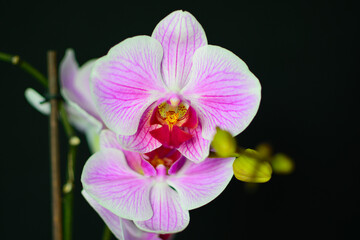 Fototapeta na wymiar white-pink orchid on a black background