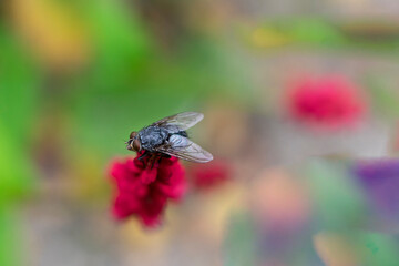 Makroaufnahme einer Flieg mit unscharfen impressionistischen Hintergrund im bunten Garten