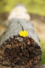 Taraxacum officinale, dandelion, wooden log in the background