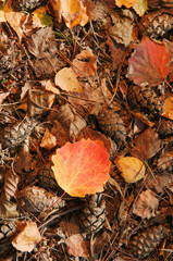 Yellow and red leaf