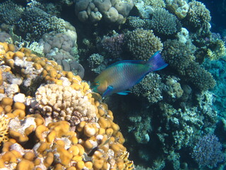 red sea, corals, fish, natural light, background, texture, bright colors, coral reef close-up, underwater coral reef, ocean nature close-up