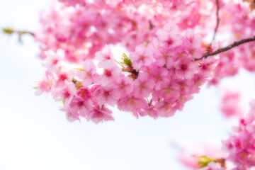 河津桜のある背景