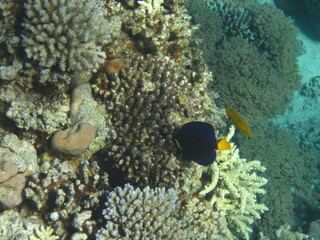 red sea, corals, fish, natural light, background, texture, bright colors, coral reef close-up, underwater coral reef, ocean nature close-up