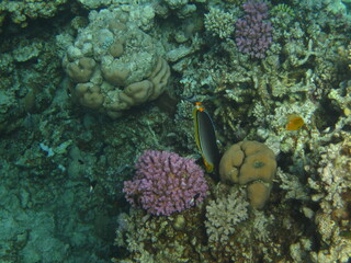 red sea, corals, fish, natural light, background, texture, bright colors, coral reef close-up, underwater coral reef, ocean nature close-up