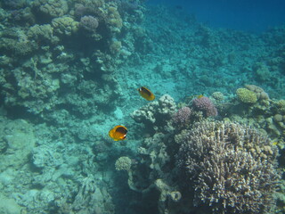 red sea, corals, fish, natural light, background, texture, bright colors, coral reef close-up, underwater coral reef, ocean nature close-up