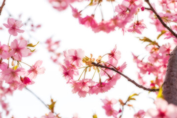 河津桜のある背景