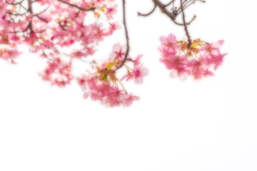 河津桜のある背景