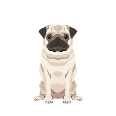 Vector portrait of a Pug isolated on white background
