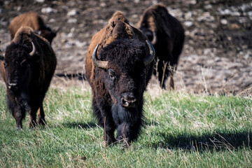 Male Bull Bison Buffalo Walking toward Camera