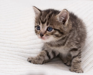 Fototapeta na wymiar Little tabby kitten at home on a plaid.