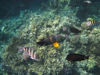 red sea, corals, fish, natural light, background, texture, bright colors, coral reef close-up, underwater coral reef, ocean nature close-up