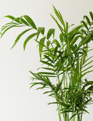 Green house plant hamedorea. Trend home plants, Scandinavian style in the interior.