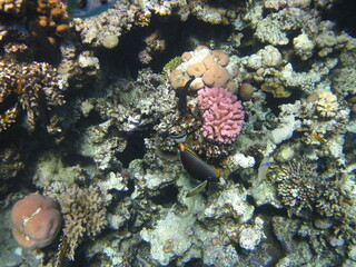 red sea, corals, fish, natural light, background, texture, bright colors, coral reef close-up, underwater coral reef, ocean nature close-up