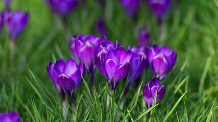 purple Crocus flowers during early spring season blooming in garden lawn green grass