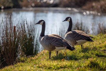 Canadian goose in the sun watching water