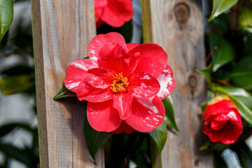 Gentle Japanese red flowers of Camellia japonica blooming in early spring garden growing through...
