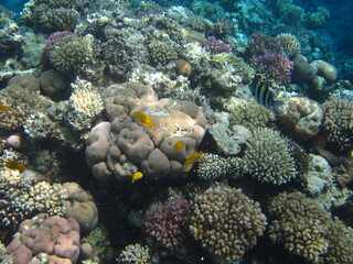 red sea, corals, fish, natural light, background, texture, bright colors, coral reef close-up, underwater coral reef, ocean nature close-up
