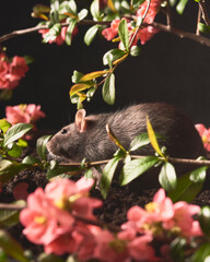 A beautiful image of Domestic black rat in front of pink flowers over dark background