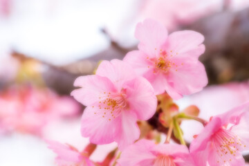 河津桜のある背景