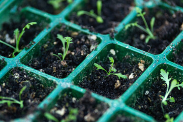 Yarrow, Achillea millefolium seedlings young sprouts growing in garden nursery © Maksims