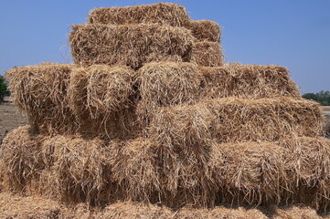 Rice straw is the remainder from the rice planting.It is considered a rough source of food for cattle and buffaloes during the dry season,used for crafts,as an alternative energy.Or decorate tourist 
