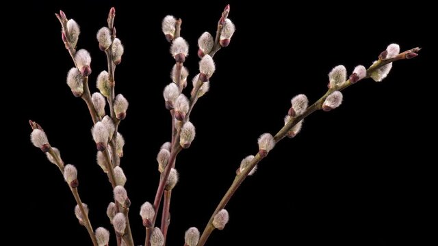 4K Time Lapse of blooming pussy willow fluffy buds. Close-up time-lapse of spring willow catkins flowers on black background.