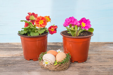Happy Easter holiday still life. Nest with bird eggs, purple and red primroses in flowerpots on wooden background