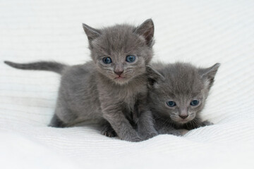 Little kitten at home on a plaid.