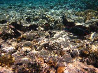 Naklejka na ściany i meble red sea, corals, fish, natural light, background, texture, bright colors, coral reef close-up, underwater coral reef, ocean nature close-up