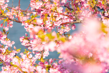 満開の河津桜　