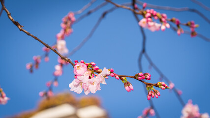 Spring in Barona - Milano