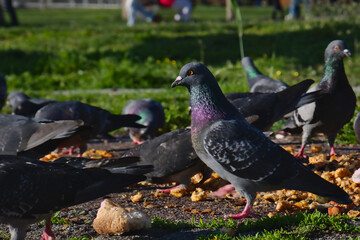 A pigeon among pigeons those eating food
