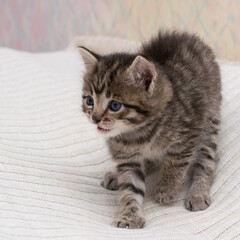 Little tabby kitten at home on a plaid.