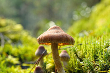 Mushrooms in lush forest, BC, Canada