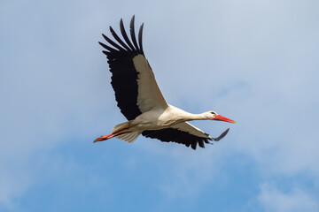 Stork flying through the air to it's nest in bird sanctuary