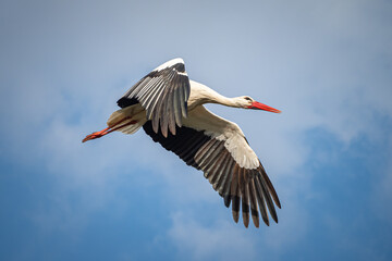 Obraz premium Stork flying through the air to it's nest in bird sanctuary