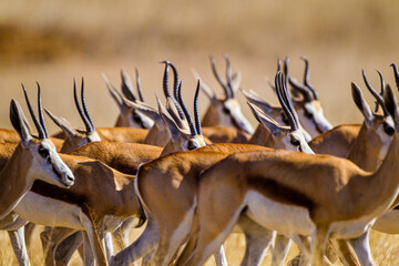 A herd of Springbuck moving across the sand