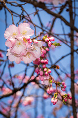Spring in Barona - Milano