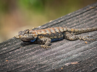 Little lizard on wood