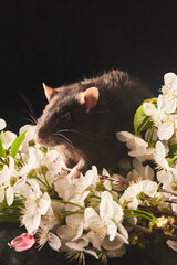 A beautiful image of Domestic black rat in front of whitw spring flowers over dark background