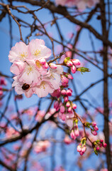 Spring in Barona - Milano