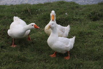 White geese 
