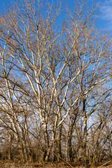 Chopos en invierno. Madrid. España. Europa.