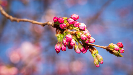 Spring in Barona - Milano