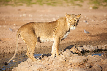 Young lioness drinking from a waterhole in the Kalahari
