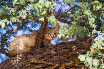 African Wild Cat seeking refuge in the shade of a tree
